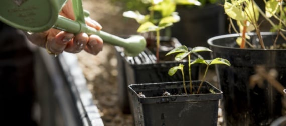 Watering plants